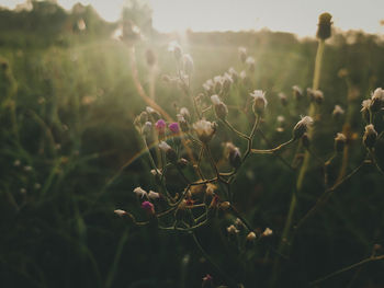 Close-up of flowering plant against bright sun