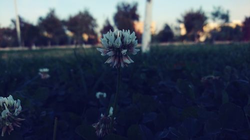 Close-up of flowering plant on field