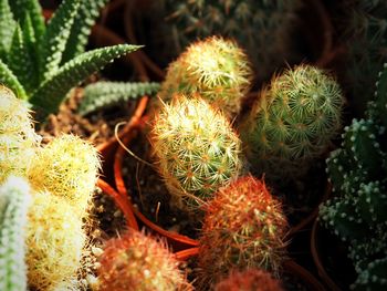 Close-up of cactus plant