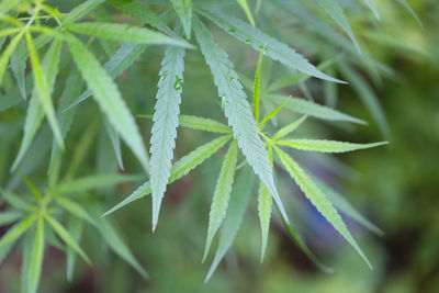 Close-up of green leaves