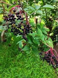 plant