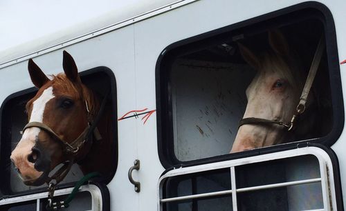 Horse in van looking through window