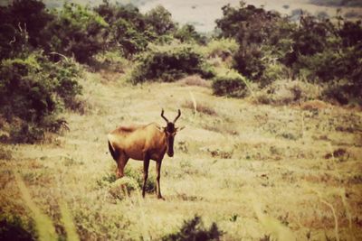 Horse standing on field against trees