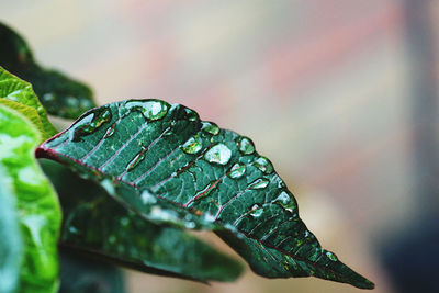 Close-up of raindrops on leaf