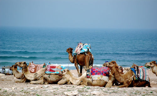 A group of dromedary camels resting at the beach.