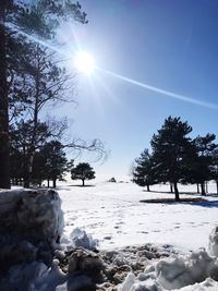 Trees against sky during winter on sunny day