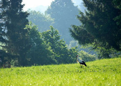 Bird on a field