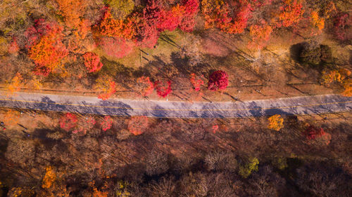 Directly above shot of road amidst trees during autumn