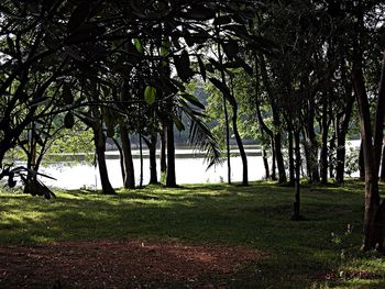 Trees growing in pond