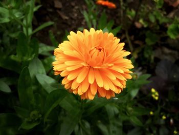Close-up of orange flower