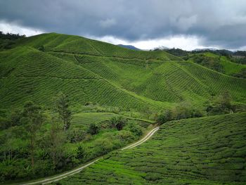 Scenic view of agricultural field against sky
