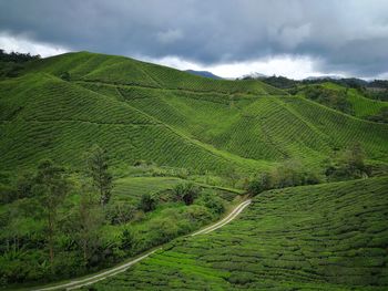 Tea plantations