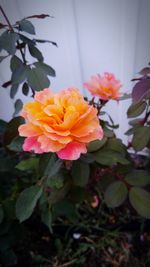 Close-up of pink flowers blooming outdoors