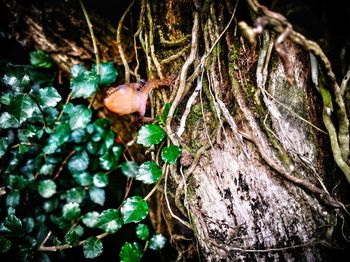 Close-up of lizard on tree