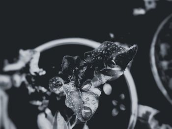 Close-up of wet flower