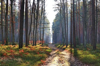 Trees growing in forest during autumn