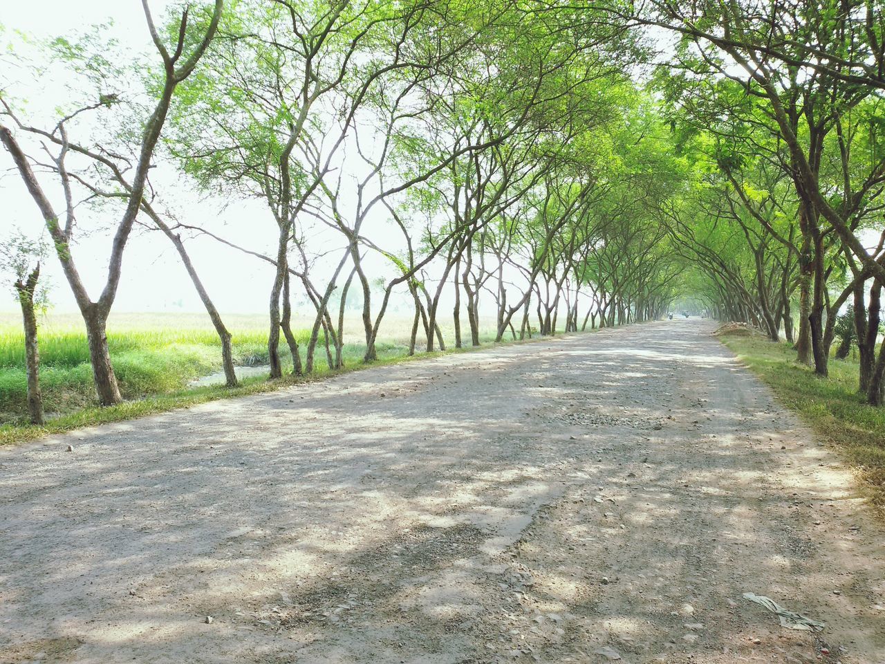 the way forward, tree, diminishing perspective, vanishing point, tranquility, dirt road, road, transportation, tranquil scene, nature, treelined, footpath, long, empty road, growth, empty, pathway, day, outdoors, beauty in nature