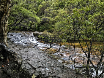 Scenic view of river in forest