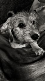 Close-up portrait of dog relaxing at home