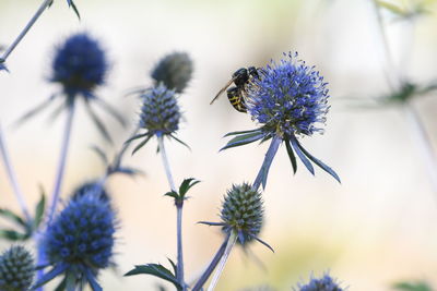 Close-up of bee on purple flowering plant