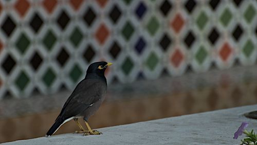 Close-up of bird perching on retaining wall