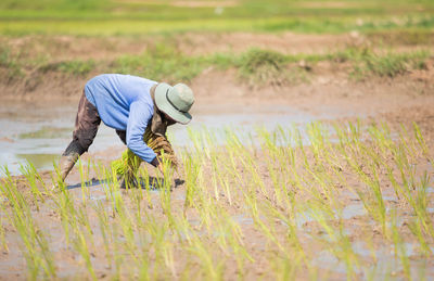 Farmer is planting rice in rice fields.