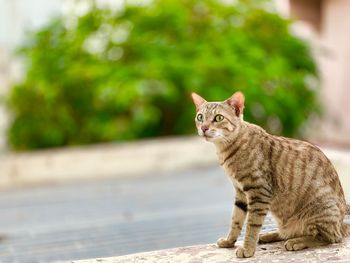 Portrait of a cat sitting outdoors