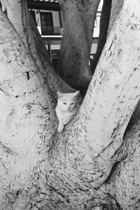 Low section of man standing on tree trunk