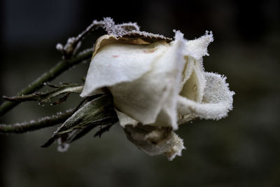 Close-up of wilted plant during winter