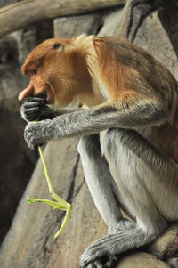 Close-up of monkey eating