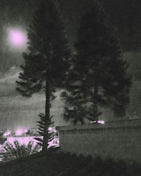 Trees on landscape against sky at night