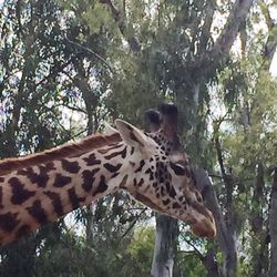 Low angle view of giraffe on tree