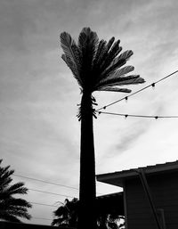 Low angle view of palm tree against sky