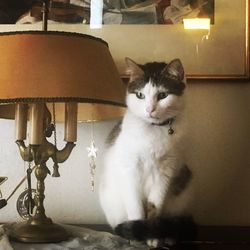 Close-up of cat sitting on table at home