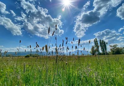 Scenic view of field against sky