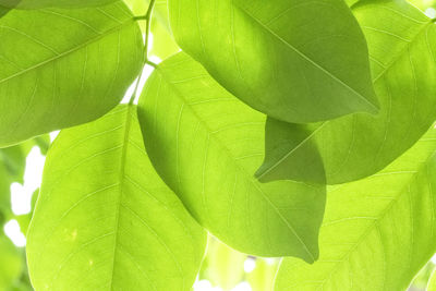 Close-up of green leaves