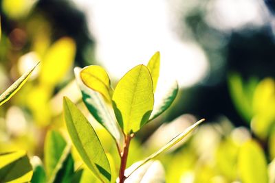 Close-up of fresh green plant