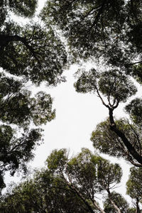 Low angle view of tree