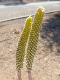 Close-up of plant