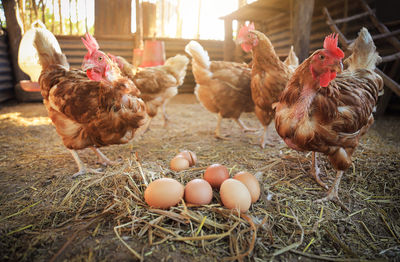 Close-up of chickens on field