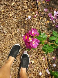 Low section of woman standing on pink flower