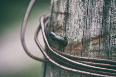 Close-up of rope tied on wood