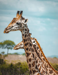 Close-up of giraffe