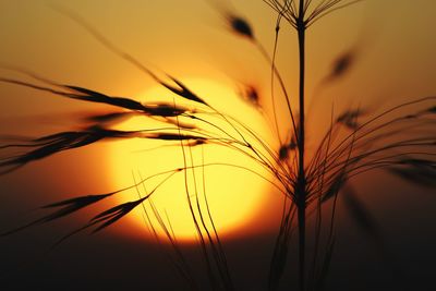 Close-up of stalks against orange sky