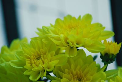 Close-up of yellow flowers blooming outdoors