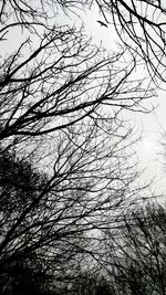 Low angle view of bird on tree against sky