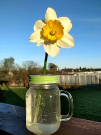 Close-up of yellow flower on table