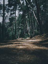 Trees growing in forest