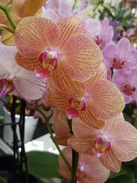 Close-up of pink flowers blooming outdoors