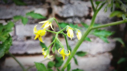 Close-up of yellow flower